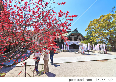 桃花盛開的福岡縣直方市多賀神社禮拜堂 桃花盛開的福岡縣直方市多賀神社禮拜堂 132360282