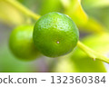  Shikuwasa 132360384