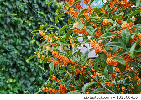 Osmanthus flowers on a rainy day (autumn, October) 132360416