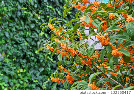 Osmanthus flowers on a rainy day (autumn, October) Osmanthus flowers on a rainy day (autumn, October) 132360417