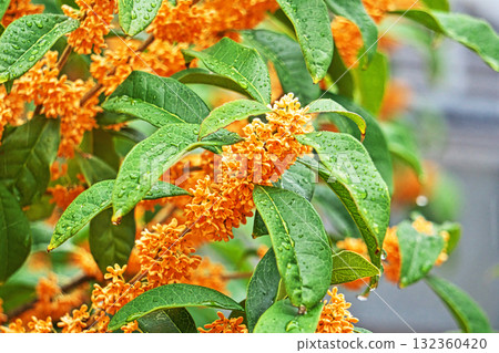 雨天桂花(秋季,十月) 雨天桂花(秋季,十月) 132360420