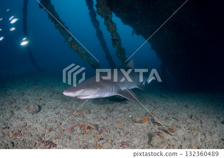 Grey Shark, Tokyo, Ogasawara 132360489