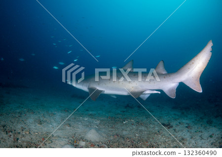 Grey Shark, Tokyo, Ogasawara 132360490