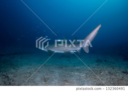 Grey Shark, Tokyo, Ogasawara 132360491