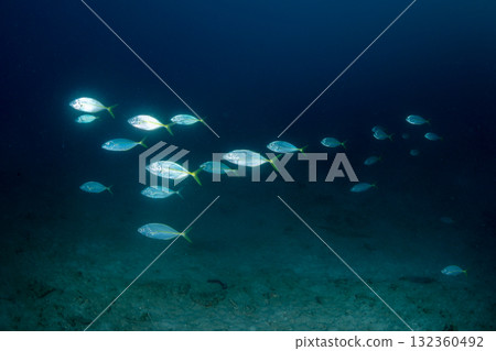 Grey Shark, Tokyo, Ogasawara 132360492