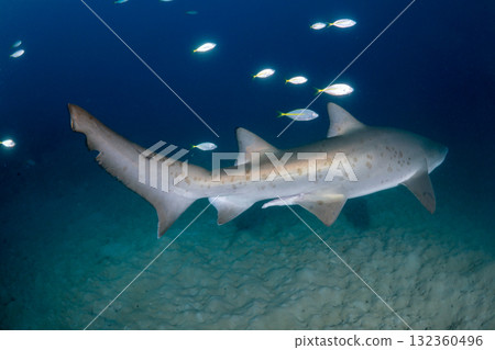 Grey Shark, Tokyo, Ogasawara Grey Shark, Tokyo, Ogasawara 132360496