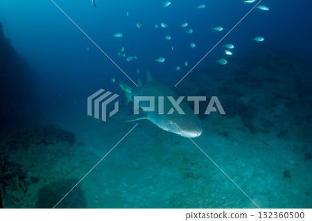 Grey Shark, Tokyo, Ogasawara Grey Shark, Tokyo, Ogasawara 132360500