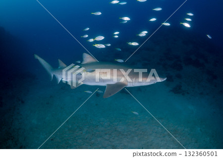 Grey Shark, Tokyo, Ogasawara Grey Shark, Tokyo, Ogasawara 132360501