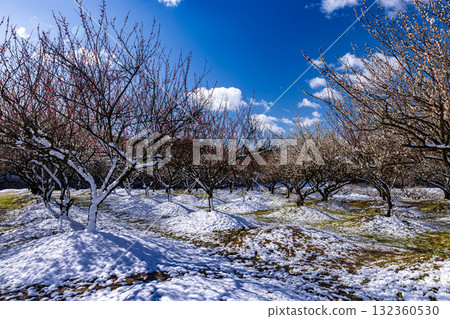 Inabe City Agricultural Park: Plum Garden in Full Bloom Inabe City Agricultural Park: Plum Garden in Full Bloom 132360530