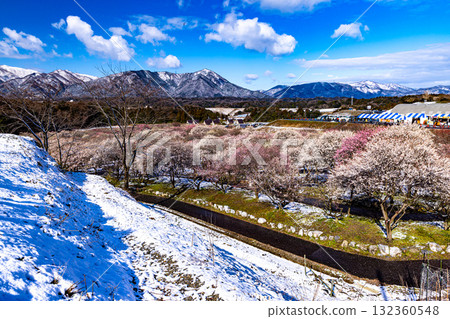 員弁市農業公園:梅花盛開 員弁市農業公園:梅花盛開 132360548