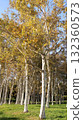 Maeda Forest Park Canal 132360573