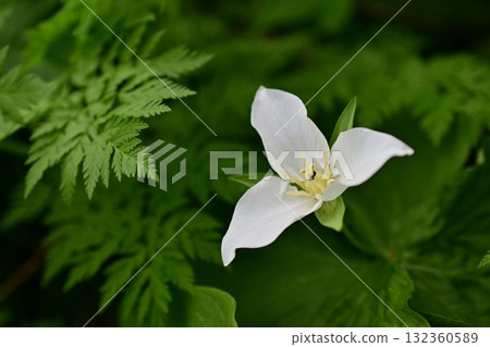 大花草 大花草 132360589