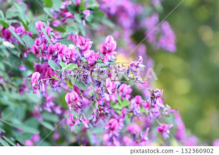 Bush clover flower Bush clover flower 132360902
