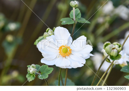 Japanese Anemone 132360903