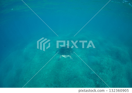 綠海龜，小笠原，東京 132360905