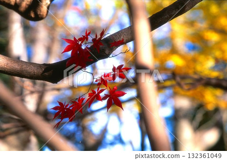 神代植物園的紅葉正片照片 神代植物園的紅葉正片照片 132361049