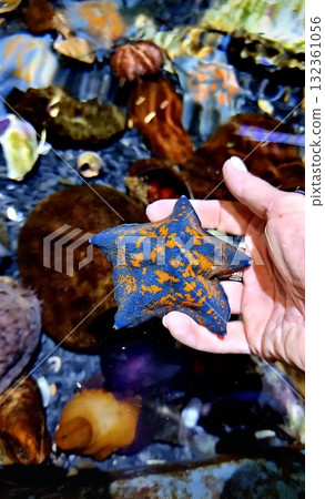 A person's hand is gently holding a vibrantly colored blue and orange starfish above a shallow pool of water containing other dark sea creatures. A person's hand is gently holding a vibrantly colored blue and orange starfish above a shallow pool of water containing other dark sea creatures. 132361056