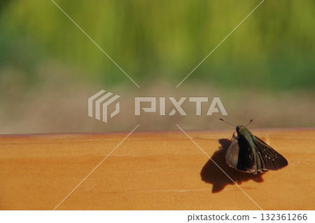 Small moth Small moth 132361266