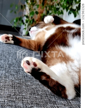 A pampered, fluffy Siamese-mix cat is deeply asleep and stretching out happily on its back on a comfortable gray textured sofa, showing its cute paws. A pampered, fluffy Siamese-mix cat is deeply asleep and stretching out happily on its back on a comfortable gray textured sofa, showing its cute paws. 132361326