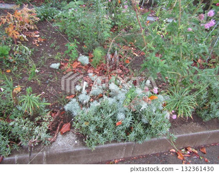 笛菊和栗草 132361430