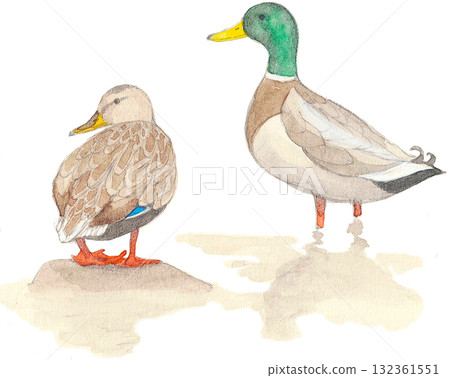 一對野鴨 132361551