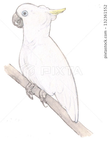 葵花鳳頭鸚鵡棲息在樹枝上 132361552