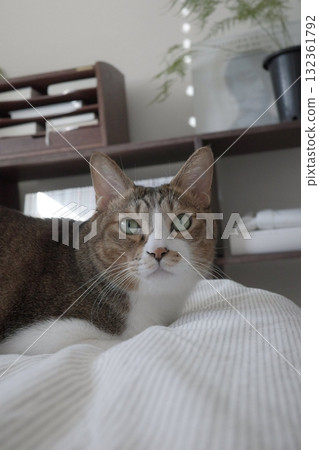 An Indonesian domestic cat with a sleek coat and playful personality, lounging in a sunny spot. Perfect for pet photography, showcasing the charm and beauty of local feline companions at home. 132361792