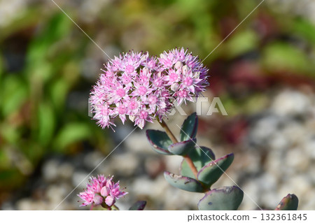 Misebaya Siebold's Stonecrop 132361845