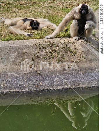 Two creamy-white gibbons with dark black faces are relaxing by a concrete ledge over a pool of water, one lying down and the other sitting. Two creamy-white gibbons with dark black faces are relaxing by a concrete ledge over a pool of water, one lying down and the other sitting. 132361946