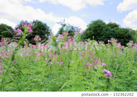 Cute Cleome flowers Cute Cleome flowers 132362202
