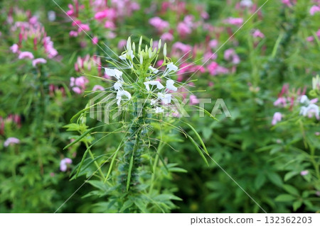 Cute Cleome flowers 132362203