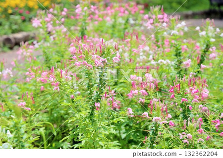 可愛的醉蝶花 可愛的醉蝶花 132362204