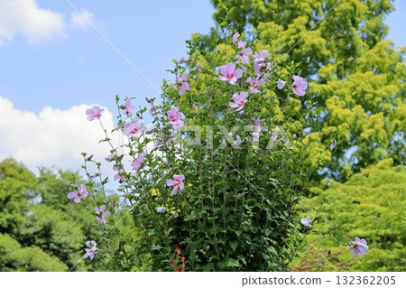 木庫格清爽花 132362205