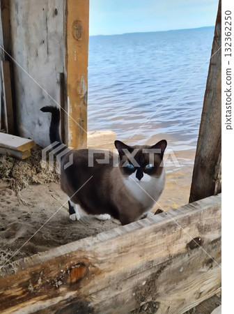 A striking Siamese-mix cat with piercing blue eyes is standing under a rustic wooden shack opening, looking out over the calm blue water of a lake. A striking Siamese-mix cat with piercing blue eyes is standing under a rustic wooden shack opening, looking out over the calm blue water of a lake. 132362250