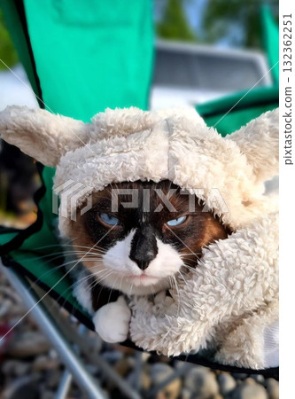 A grumpy-looking Siamese-mix cat wearing an adorable, fluffy white costume with prominent ears is sitting snugly in a green folding chair outdoors. A grumpy-looking Siamese-mix cat wearing an adorable, fluffy white costume with prominent ears is sitting snugly in a green folding chair outdoors. 132362251