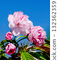 Beautiful pink cherry blossom, Sakura flowers branch 132362359