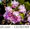 Beautiful pink cherry blossom, Sakura flowers branch 132362360