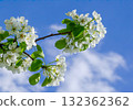 White pear flowers against the sky 132362362