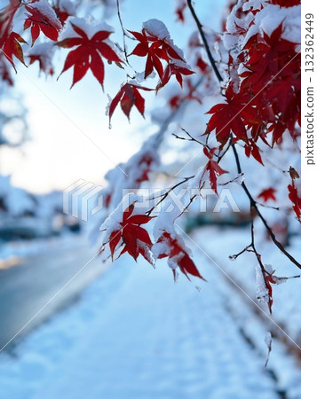 Snow covered trees lining a quiet road, creating a breathtaking winter scene filled with peaceful beauty and serene white stillness. perfect for capturing the magic of a snowy landscape. 132362449