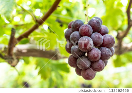Sunny Rouge Grape Picking Vineyard, Sendai City, Miyagi Prefecture 132362466