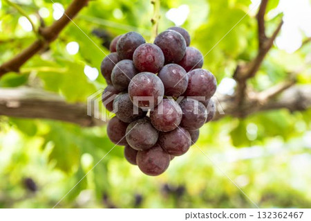 宮城縣仙台市 Sunny Rouge 葡萄採收葡萄園 132362467