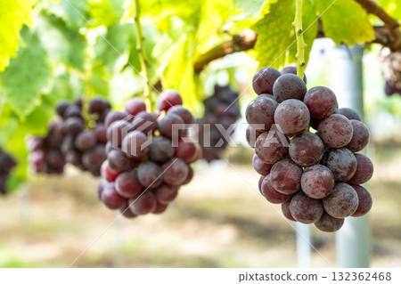 Sunny Rouge Grape Picking Vineyard, Sendai City, Miyagi Prefecture Sunny Rouge Grape Picking Vineyard, Sendai City, Miyagi Prefecture 132362468