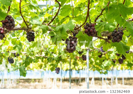 宮城縣仙台市 Sunny Rouge 葡萄採收葡萄園 132362469