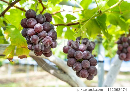 宮城縣仙台市 Sunny Rouge 葡萄採收葡萄園 132362474