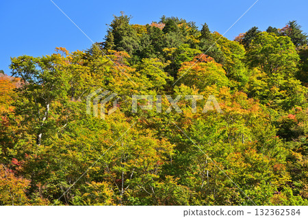 Autumn leaves shining in the blue sky background Autumn leaves shining in the blue sky background 132362584