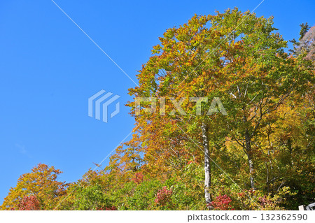 秋天的葉子在藍藍的天空背景中閃耀 132362590