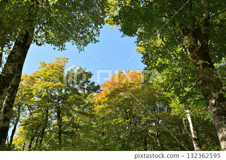 秋葉樹 132362595