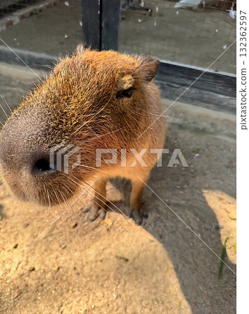 A cute capybara, a giant rodent, is sniffing the camera with its large snout in a very close-up, ground-level shot at a zoo or nature park in warm light. A cute capybara, a giant rodent, is sniffing the camera with its large snout in a very close-up, ground-level shot at a zoo or nature park in warm light. 132362597