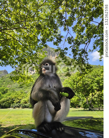 A striking dusky leaf monkey with fluffy black and gray fur is sitting on a black car roof, looking around while holding a green vegetable in a mountain landscape. 132362598