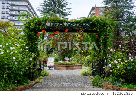 Shiki no Ka Rose Garden, Nerima Ward, Tokyo - Autumn rose season 132362836